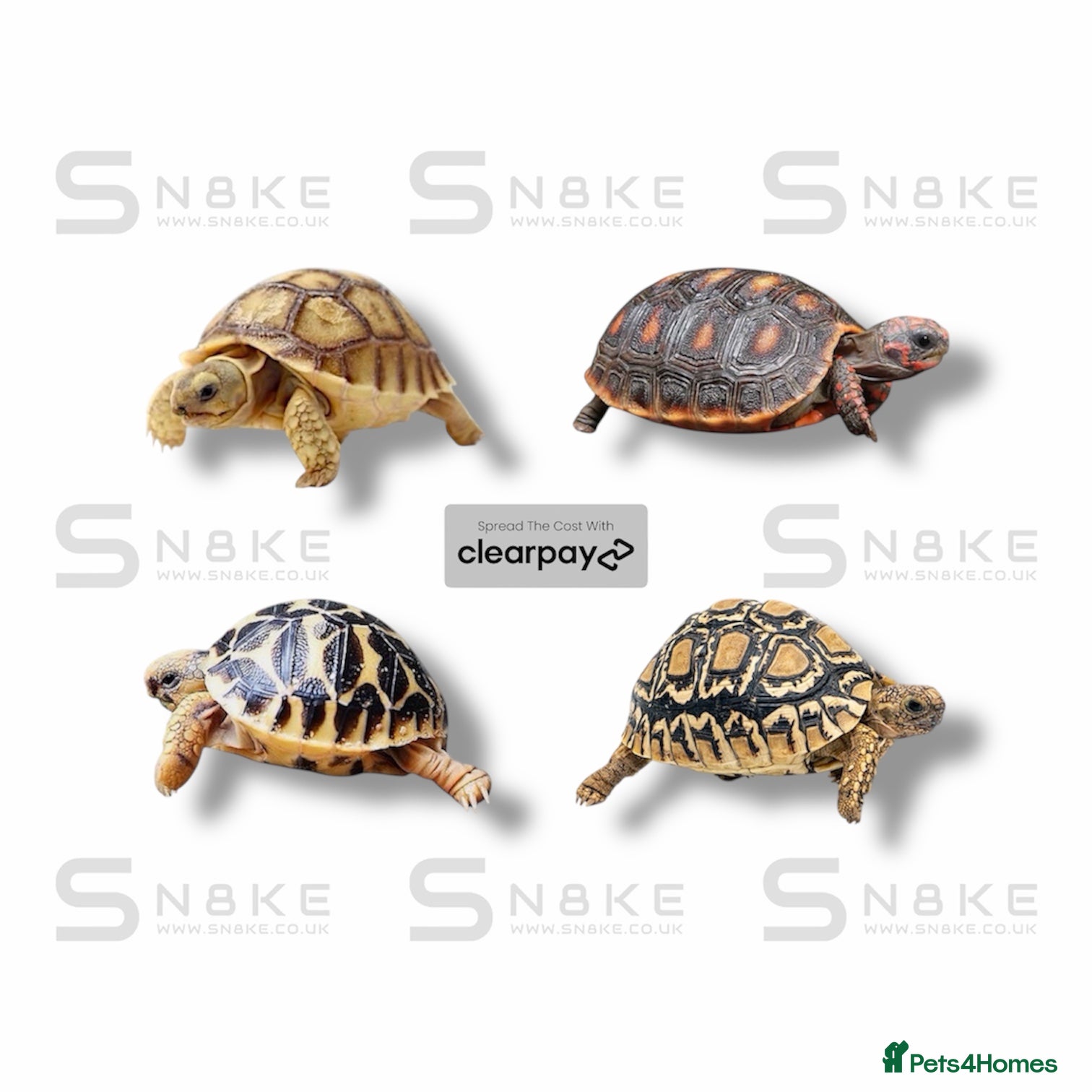 Tortoise reptiles TORTOISE BABYS - Advert 1