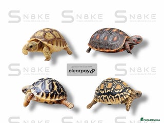 Tortoise reptiles TORTOISE BABYS - Advert 2