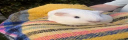 Guinea Pig rodents for sale: Baby guinea pigs  in Knaresborough - Advert 11