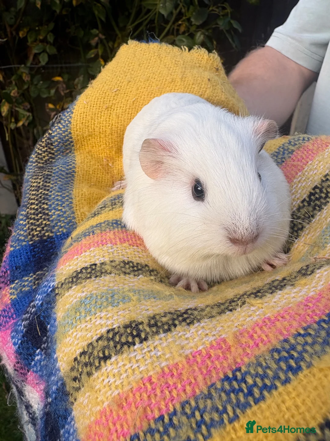 Guinea Pig rodents for sale: Baby guinea pigs  in Knaresborough - Advert 11