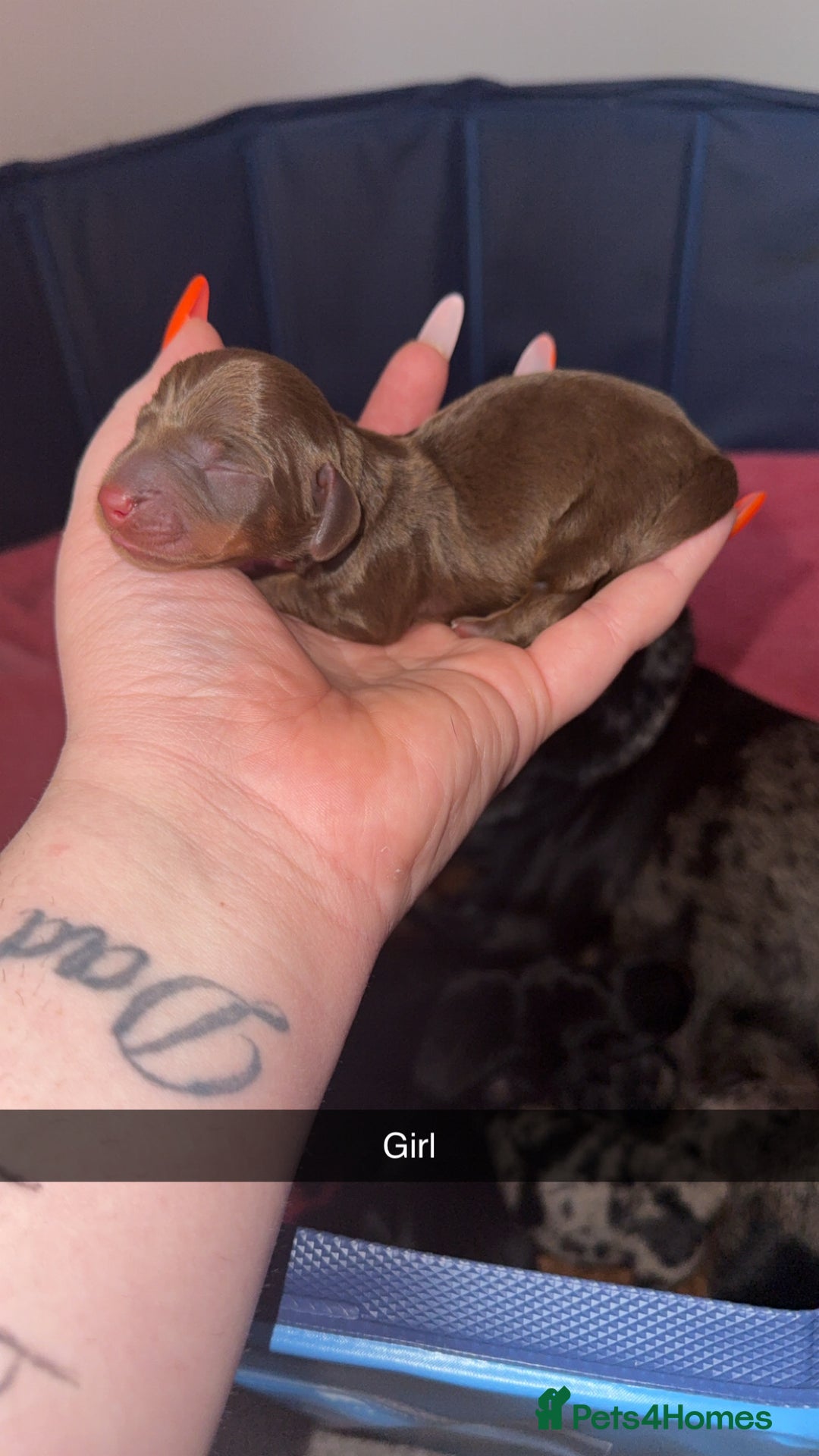 Miniature Dachshund dogs for sale: ✨ Miniature Dachshund puppies for sale!! ✨  - Image 5