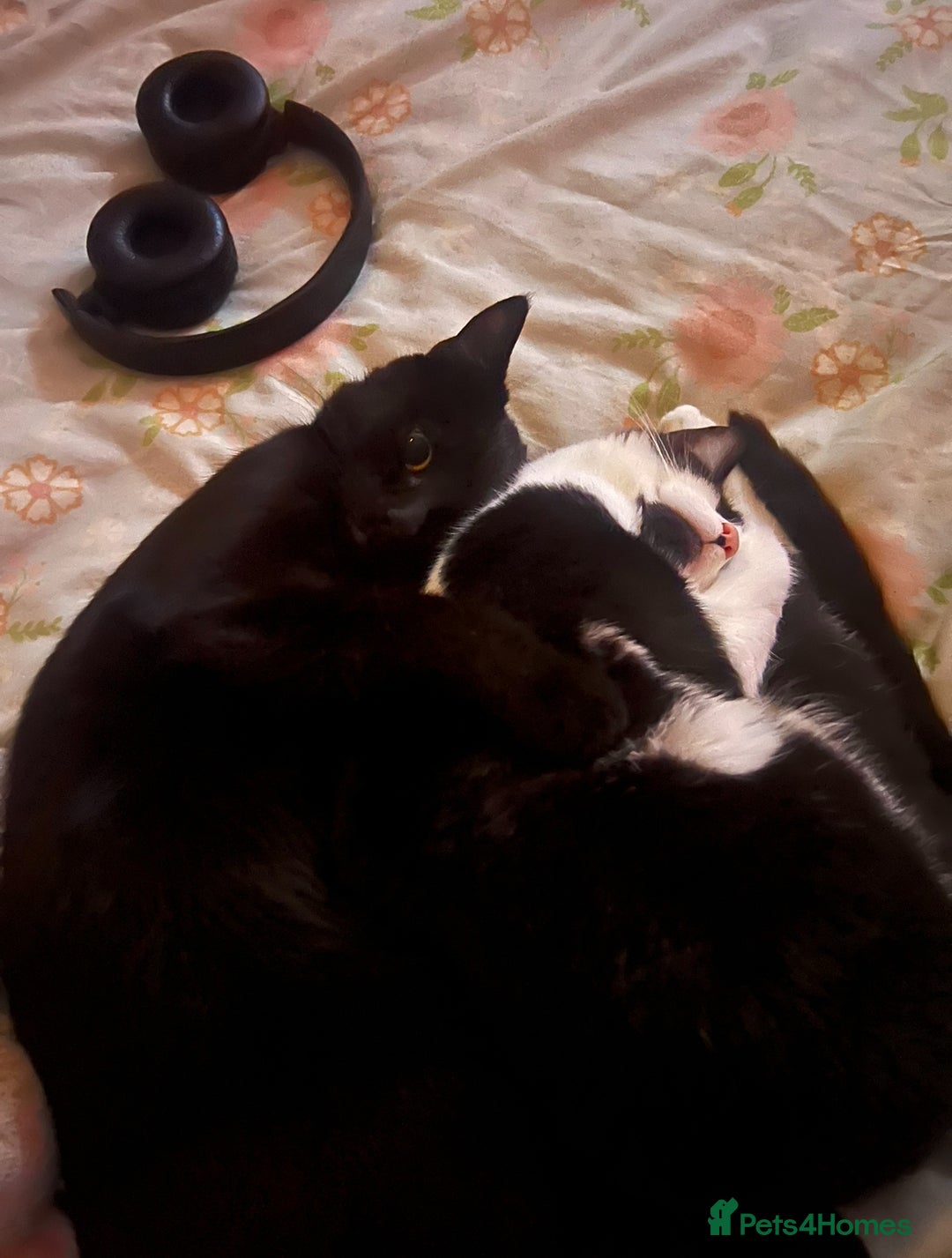 Mixed Breed cats for sale: Two 9 month old kittens - Advert 12