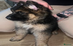 German Shepherd dogs for sale: 🌟READY🌟- KC registered Long Haired GSD pups♥️ - Image 14
