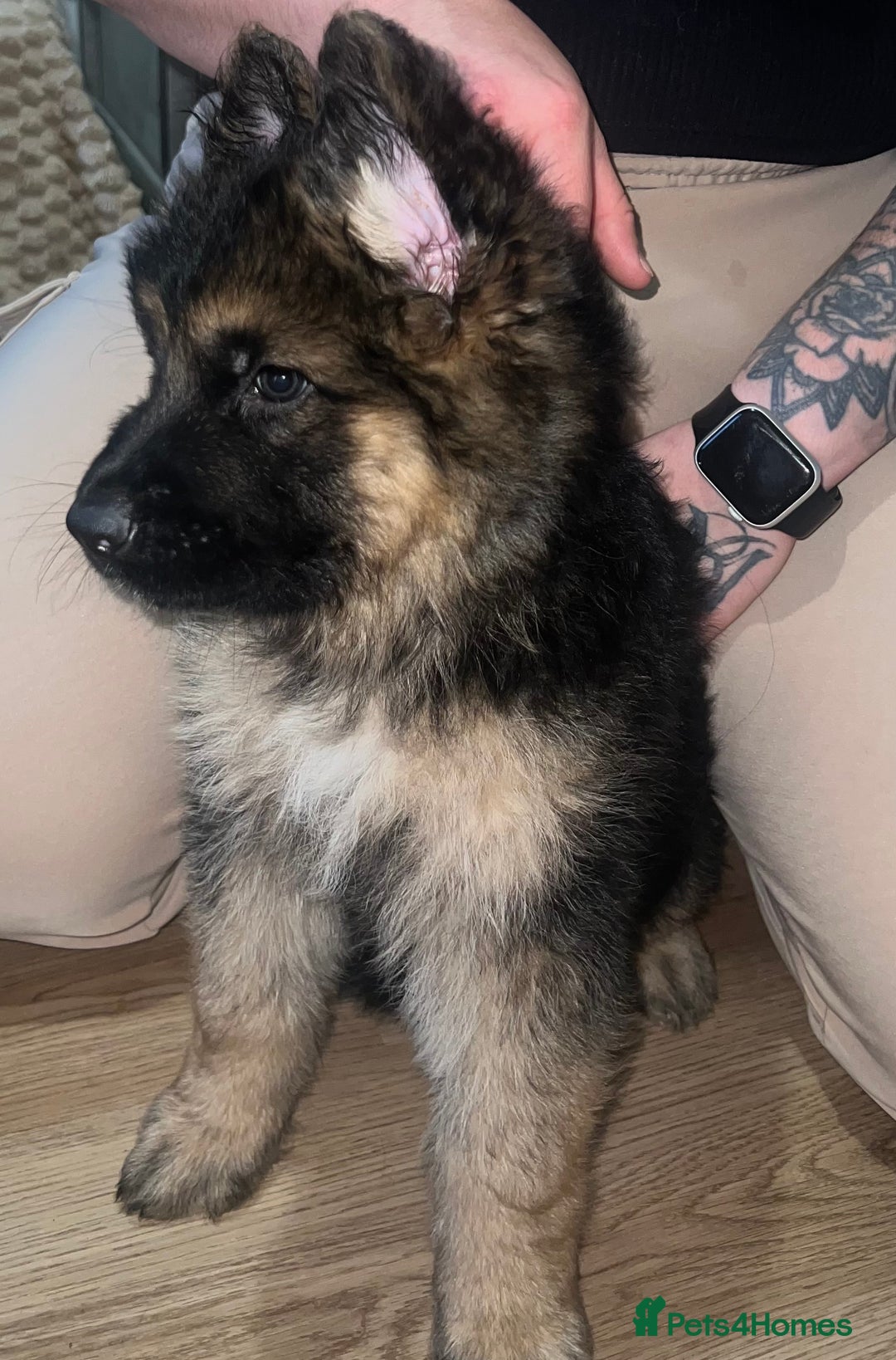 German Shepherd dogs for sale: 🌟READY🌟- KC registered Long Haired GSD pups♥️ - Image 14