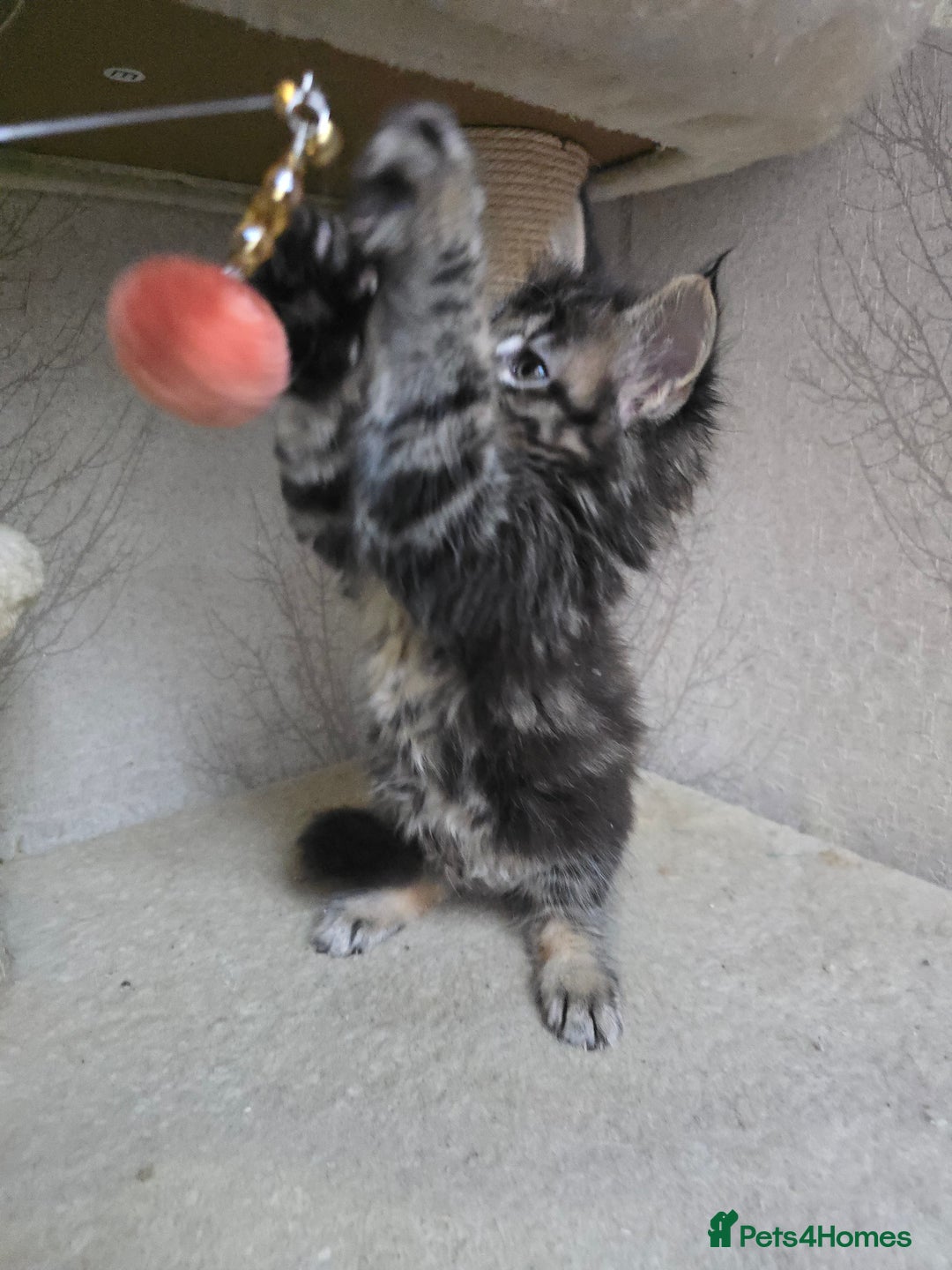 Maine Coon cats for sale: Beautiful TICA Pedigree Maine Coon Kittens - Advert 11