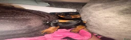 Dachshund dogs for sale: Dachshund for sale  in Cambridge - Advert 2