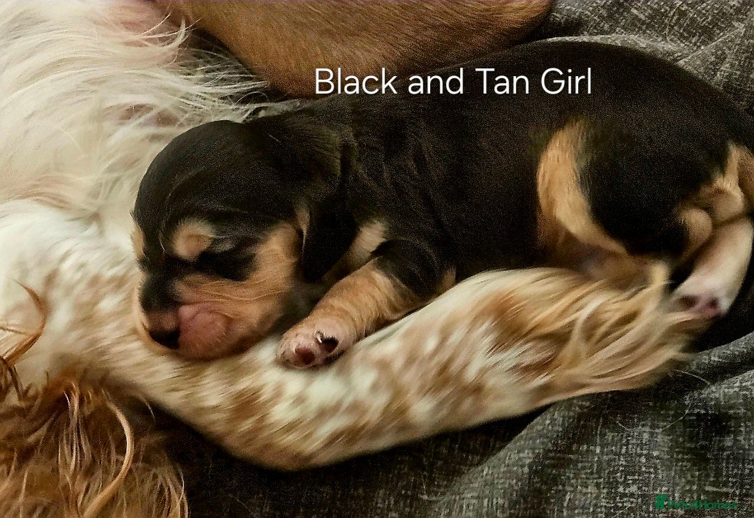 Cocker Spaniel dogs for sale: Beautiful full show cockers  - Advert 4