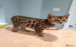 Bengal cats for sale: G5 PURE BENGEL - Image 2