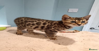 Bengal cats - Advert 3