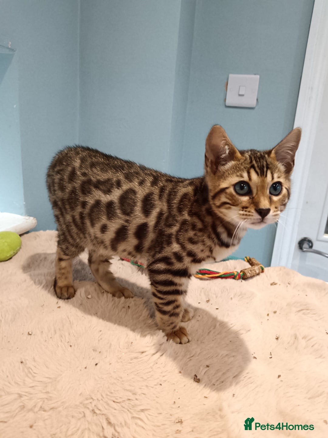 Bengal cats for sale: G5 PURE BENGEL - Image 2