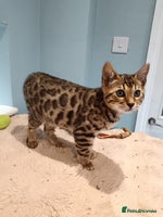 Bengal cats - Advert 6