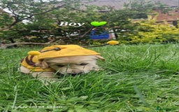 Golden Retriever dogs for sale: 💫💫💫 All puppies are reserved 💫💫💫 in Saint Helens - Image 5