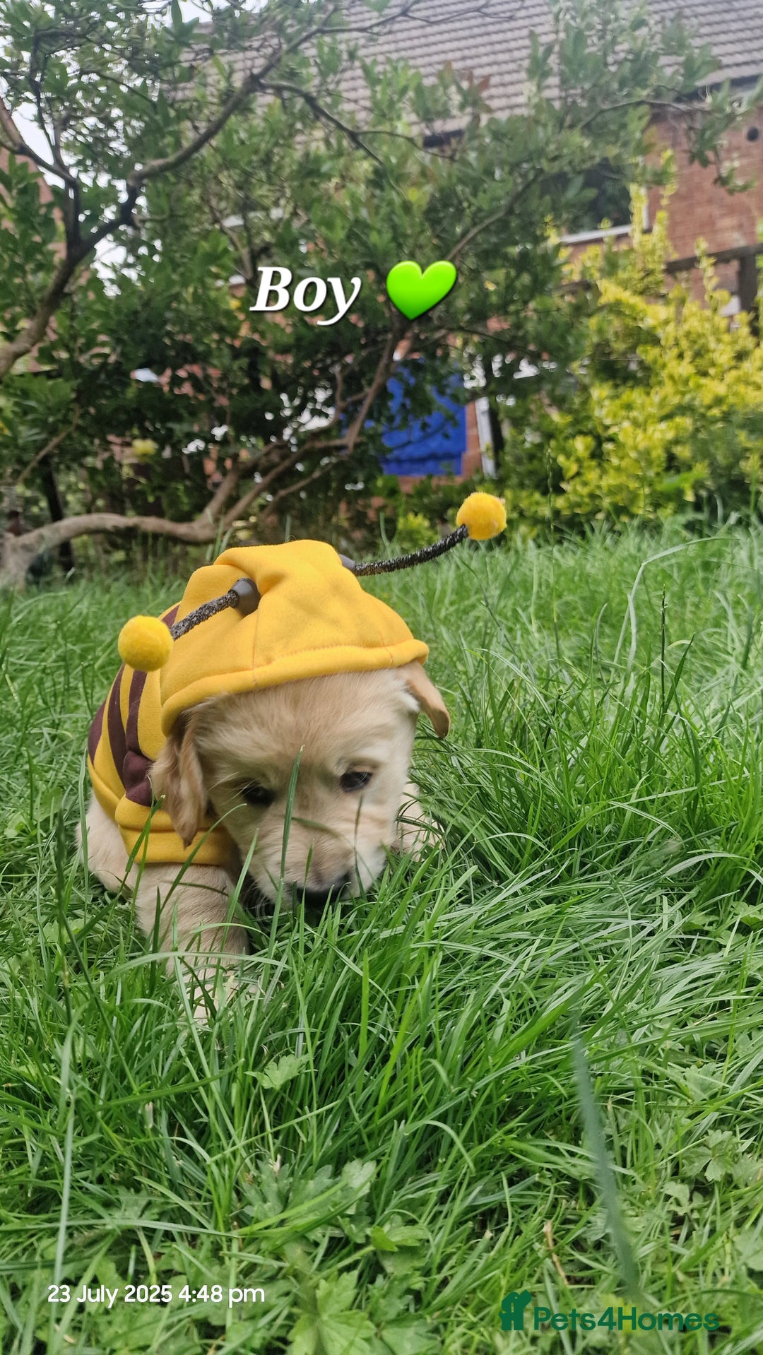Golden Retriever dogs for sale: 💫💫💫 All puppies are reserved 💫💫💫 in Saint Helens - Image 5
