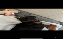 Rottweiler dogs for sale: 2 year old male Rottweiler rocco - Image 3