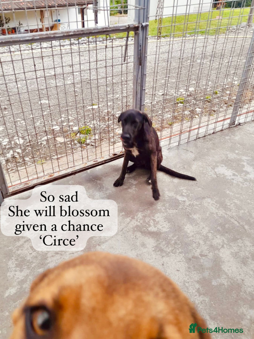 Mixed Breed dogs for adoption: Circe, approx 1 yr old. Available for adoption. - Image 4