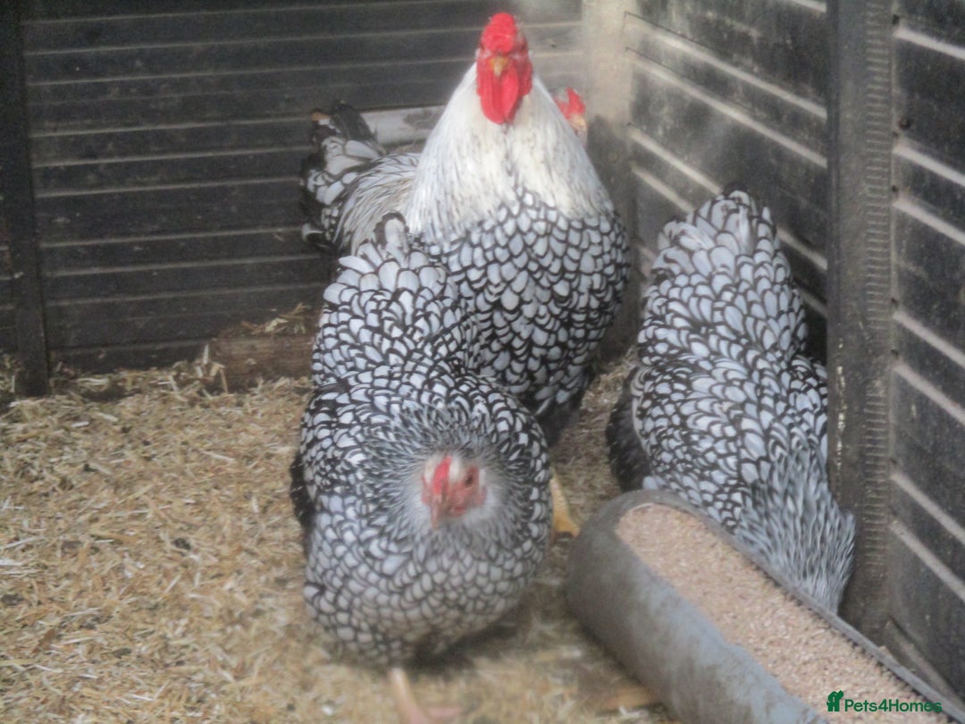 Chickens poultry for sale: Silver Laced Wyandotte Bantam pullets. - Image 6