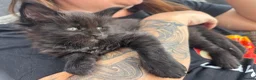 Maine Coon cats for sale: Tica Registered Stunning MaineCoon Kittens in Witney - Advert 5