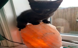 British Shorthair cats for sale: Playful girl - Image 11