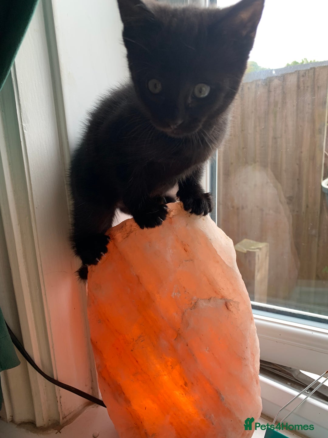 British Shorthair cats for sale: Playful girl - Image 11