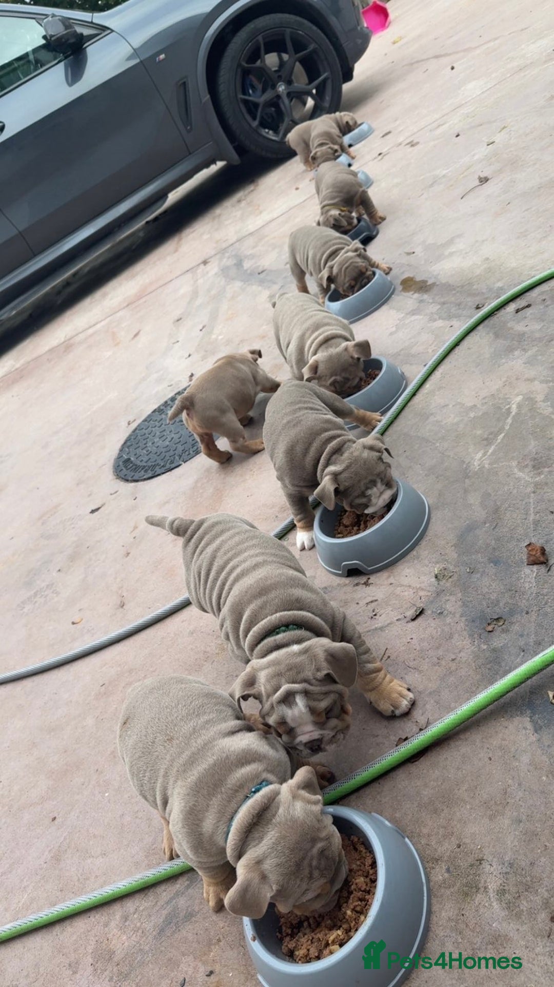 English Bulldog dogs for sale: 6 English Bulldog Puppies for sale - Image 7
