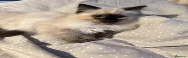 Ragdoll Kitten 1