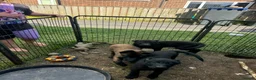 Belgian Shepherd Dog dogs for sale: Belgium malinois puppy’s for sale  in Crook - Advert 9