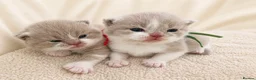 British Shorthair cats for sale: 🌟Last 2 kittens 🌟 Top quality British shorthair  - Advert 3