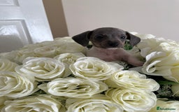 Miniature Dachshund dogs for sale: Micro mini dachshund  - Image 33