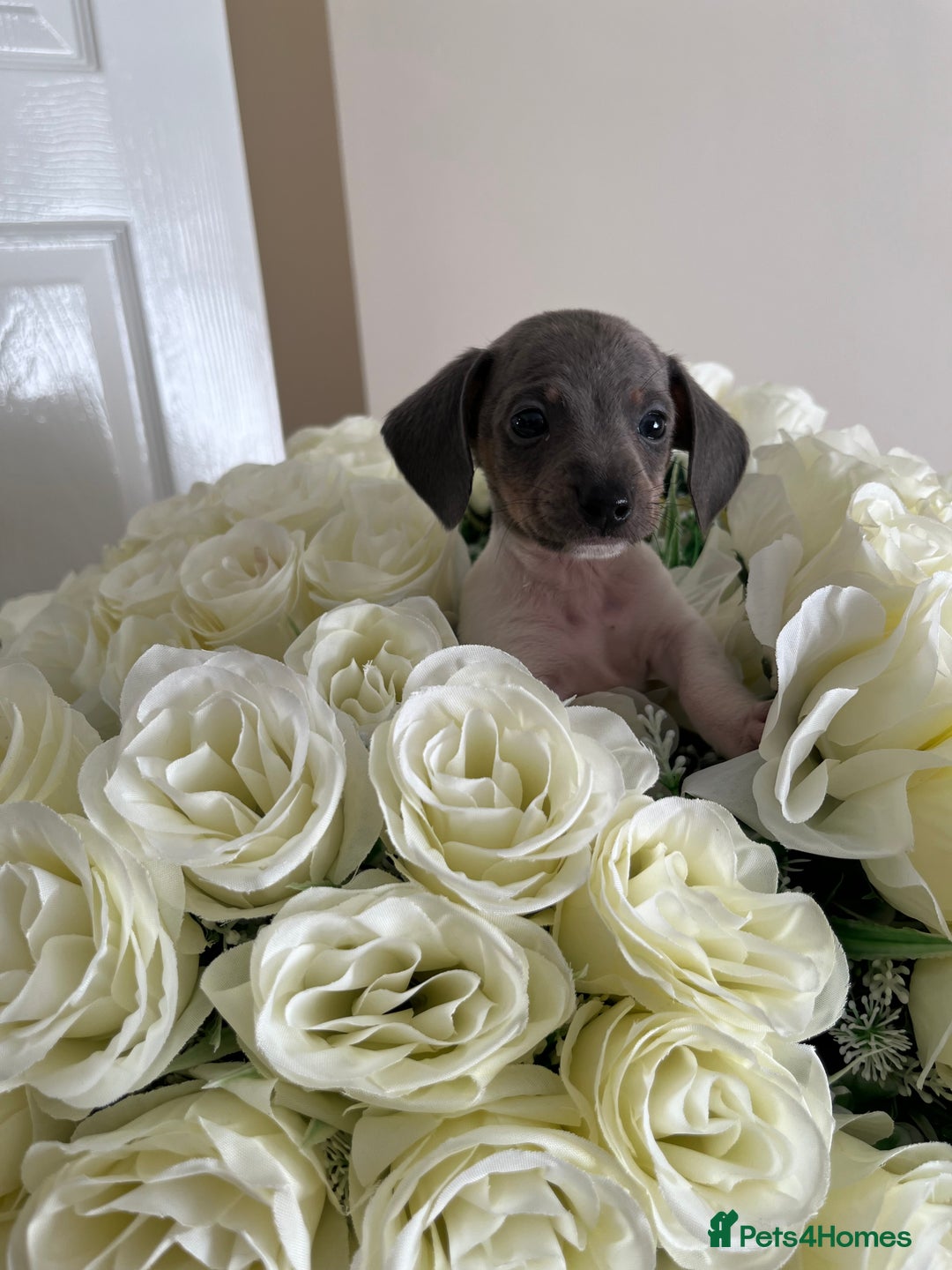 Miniature Dachshund dogs for sale: Micro mini dachshund  - Image 33