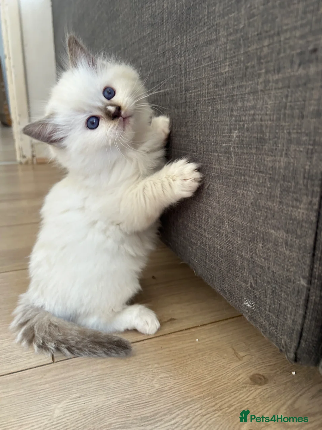 Ragdoll cats for sale: Adorable kittens  - Advert 1