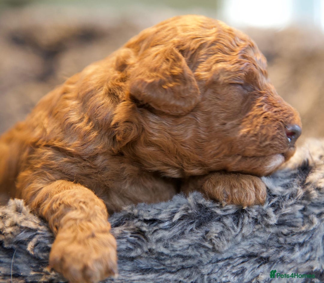 Cavapoo dogs for sale: Gorgeous F1B Fox Red Cavapoo Puppies - Image 8