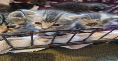 Maine Coon cats - Advert 13