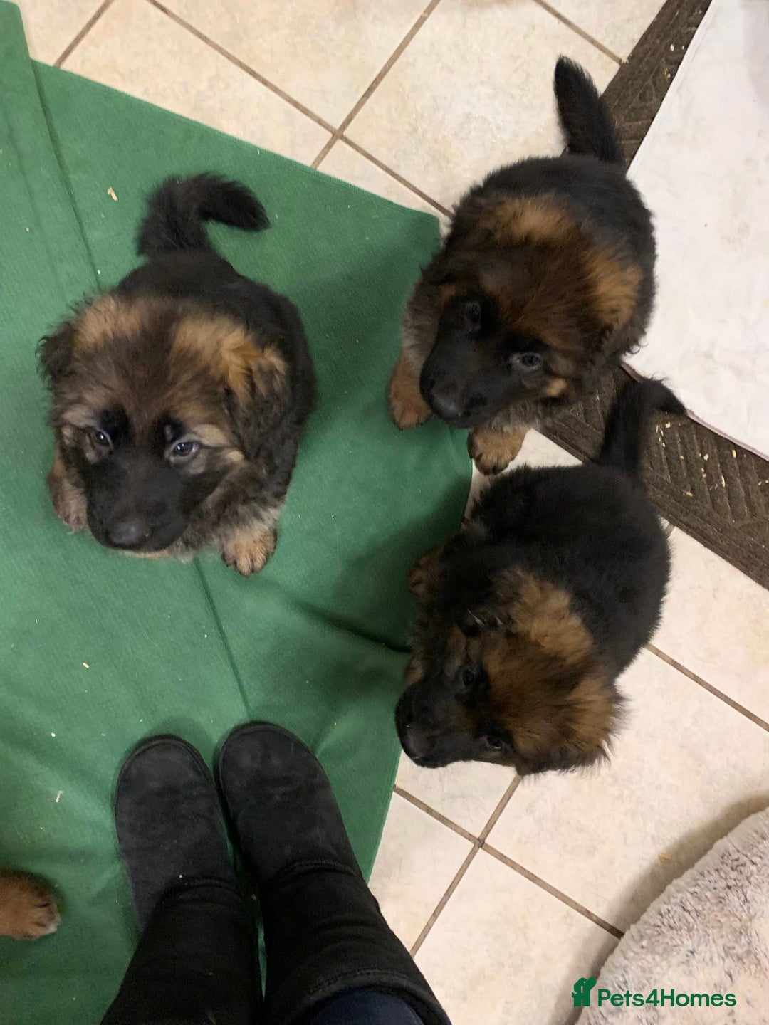 German Shepherd dogs for sale: For sale German Shepherd puppies - Advert 10