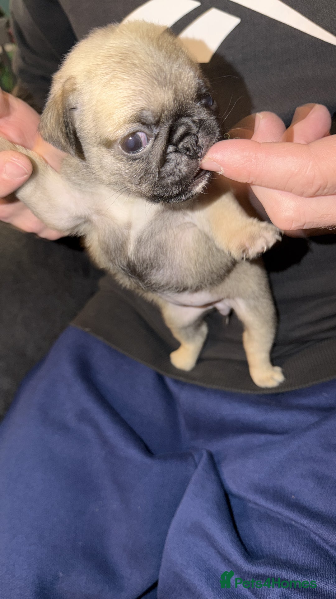 Pug dogs for sale: Pure pug puppies  - Advert 6