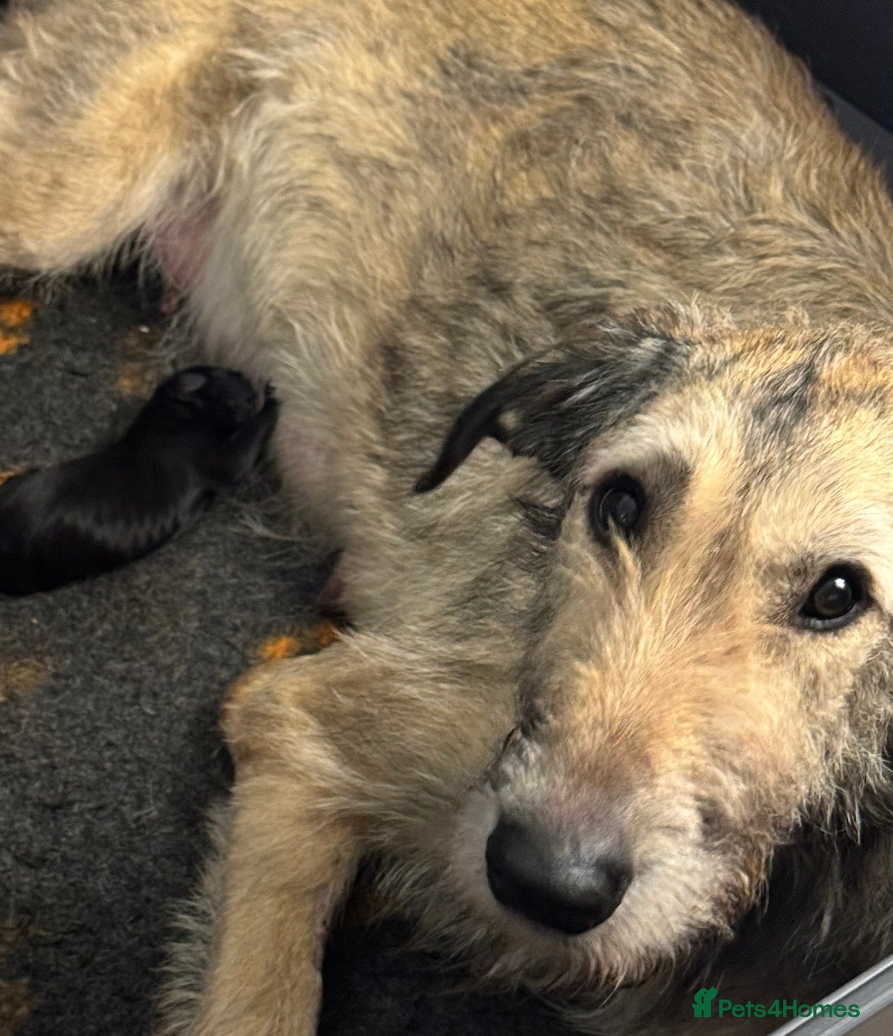 Irish Wolfhound dogs Outstanding Irish Wolfhound KC Reg Puppies  - Advert 1