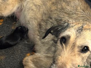 Irish Wolfhound dogs Outstanding Irish Wolfhound KC Reg Puppies - Advert 4