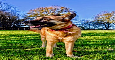 Belgian Shepherd Dog dogs Julie: The Puppy Who Survived the Unthinkable - Advert 7