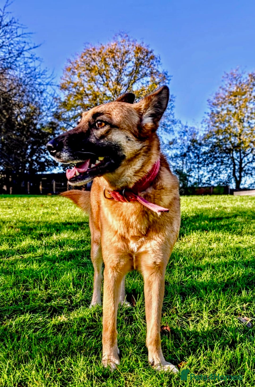 Belgian Shepherd Dog dogs for adoption: Julie: The Puppy Who Survived the Unthinkable - Advert 3