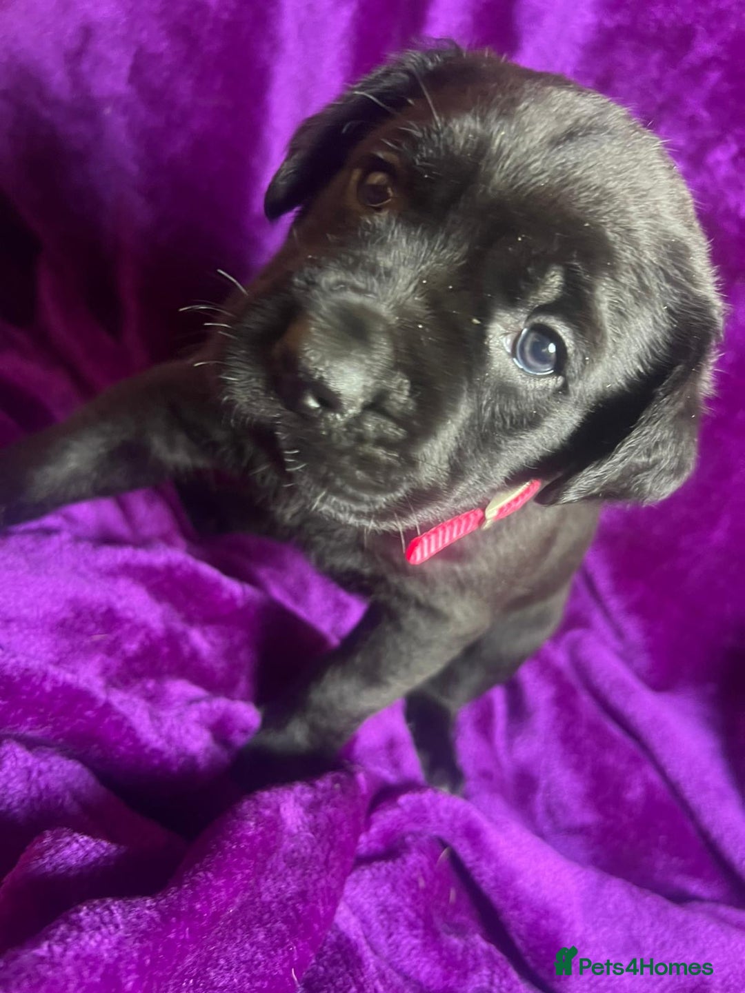 Mixed Breed dogs for sale: Cane Corso × Rottweiler/Bordeaux Puppies All Girls - Image 11