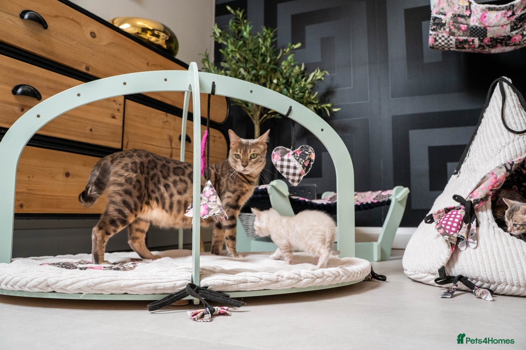 Bengal cats for sale: Frankie-Stunning Snow Bengal-TICA-Available now! - Image 27