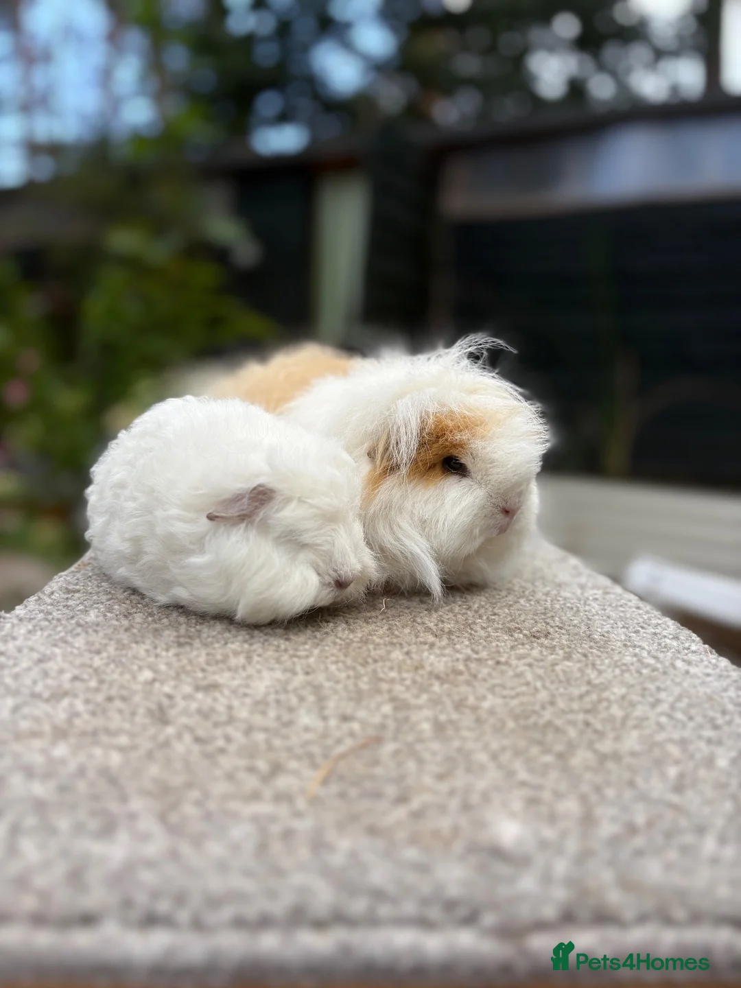 Guinea Pig rodents for sale: Swiss Guinea Pigs - Sows - Advert 2