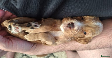 Cocker Spaniel dogs - Advert 13