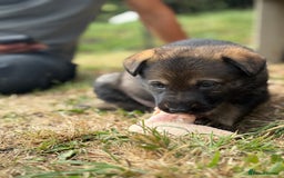 German Shepherd dogs for sale: Vonlisand M-litter - Image 16