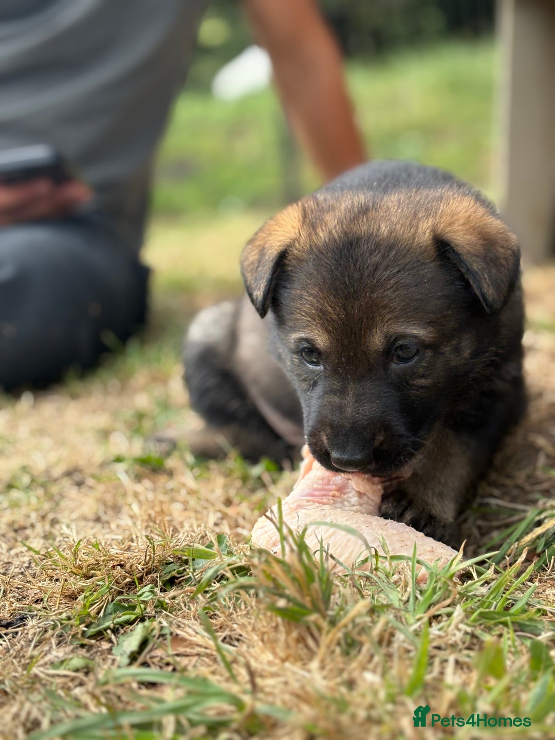 German Shepherd dogs for sale: Vonlisand M-litter - Image 16