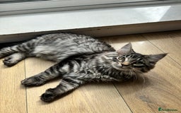 Ragcoon cats for sale: Polydactyl Ragcoons!  in Shepton Mallet - Image 6