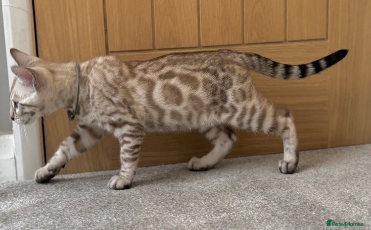 Bengal cats - Advert 4