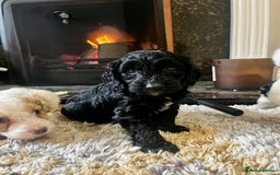 Cockapoo dogs for sale: Cockapoo Puppies Looking For 5* Homes  - Image 8