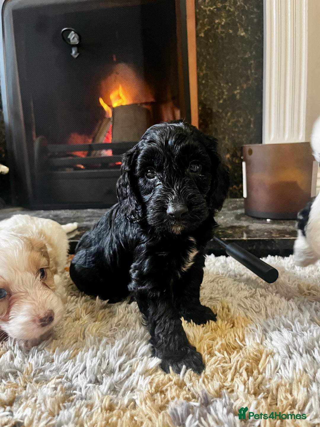 Cockapoo dogs for sale: Cockapoo Puppies Looking For 5* Homes  - Image 8