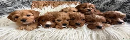 Cavapoo dogs for sale: EXCEPTIONAL EXTENSIVELY HEALTH TESTED CAVAPOOS  - Advert 4