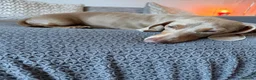 Miniature Dachshund dogs for stud: Isabella Tan KC Registered Stud  - Advert 11